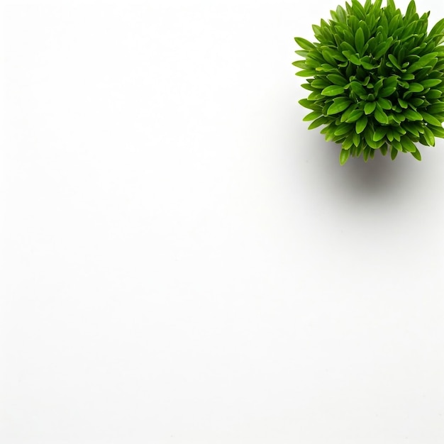 Photo simple serenity a potted plant against a crisp white background