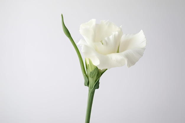 A simple white background with a single eustoma bloom in full bloom for an elegant natural look