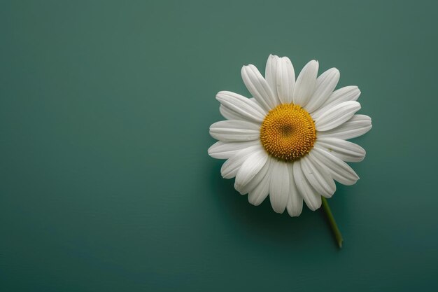 Simple white and yellow daisy set against green background Minimalist flower photo