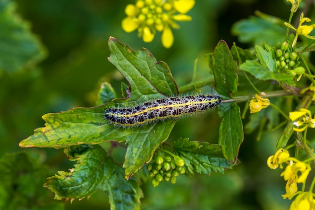 Sinapis arvensis Turkish name : Great White Angel (Pieris brassicae ) butterfly caterpillar on mustard grass . While feeding on the plant.