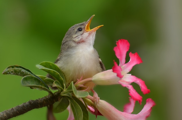 Singing bird