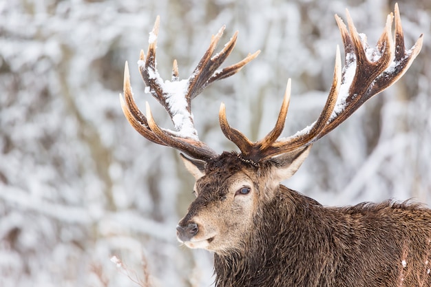 Single adult noble deer with big beautiful horns with snow on winter forest  