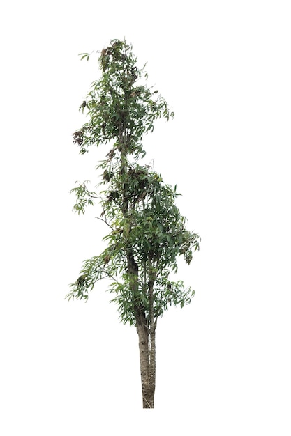 A single alive tree on the white background cutout plant and nature concept