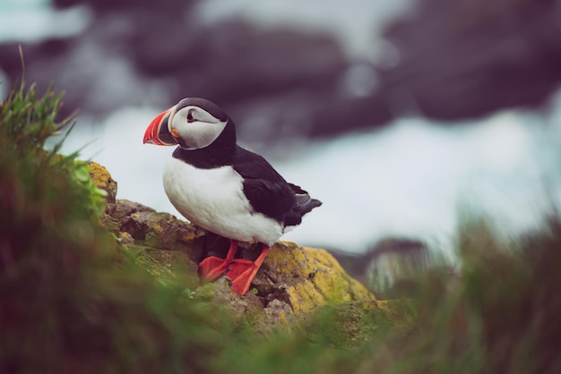 Single atlantic puffin