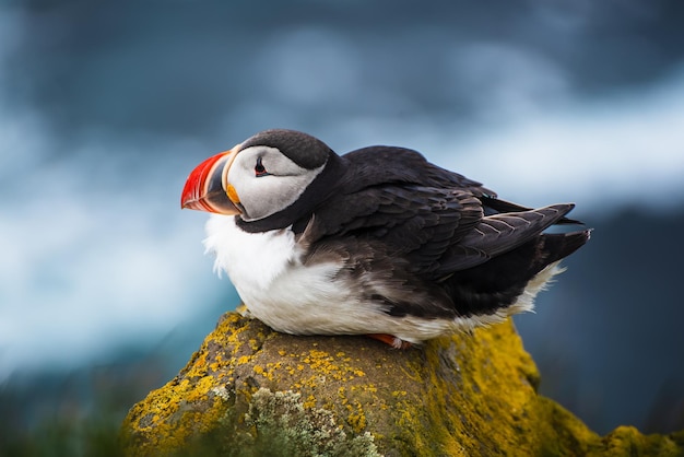 Single atlantic puffin