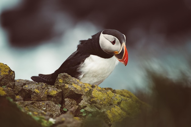 Single atlantic puffin