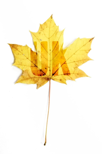 Single autumn leaf isolated with discription UK