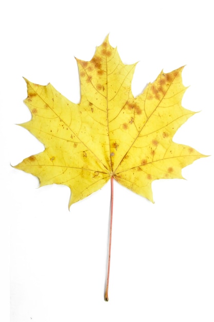 Single autumn leaf isolated