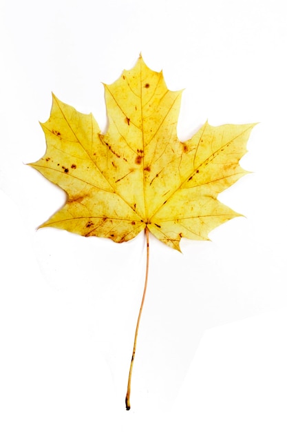 Single autumn leaf isolated