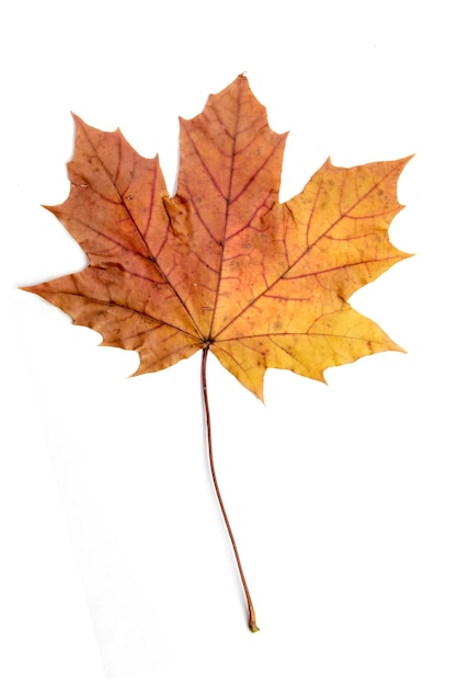 Single autumn leaf isolated