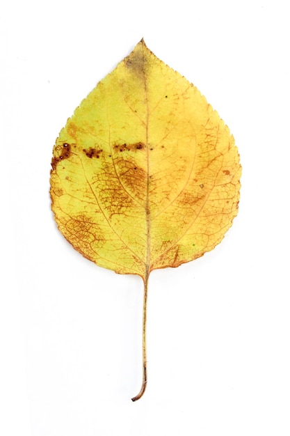 Single autumn leaf isolated