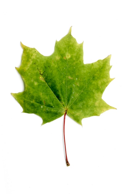 Single autumn leaf isolated