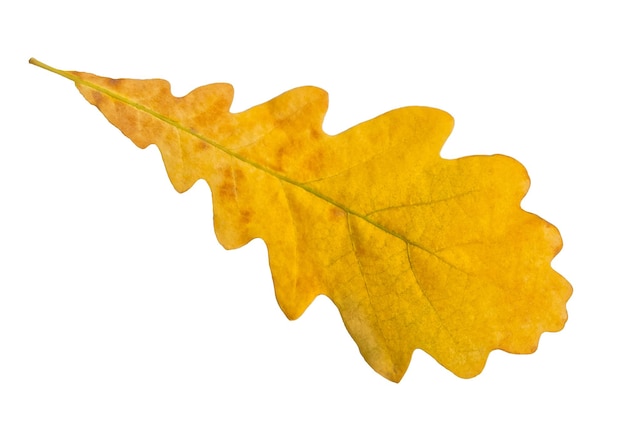 Single autumn oak leaf on white background