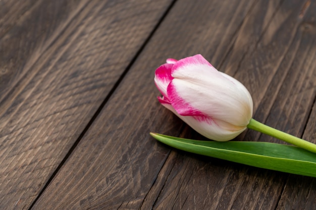 Single beautiful blooming tulip on wooden background