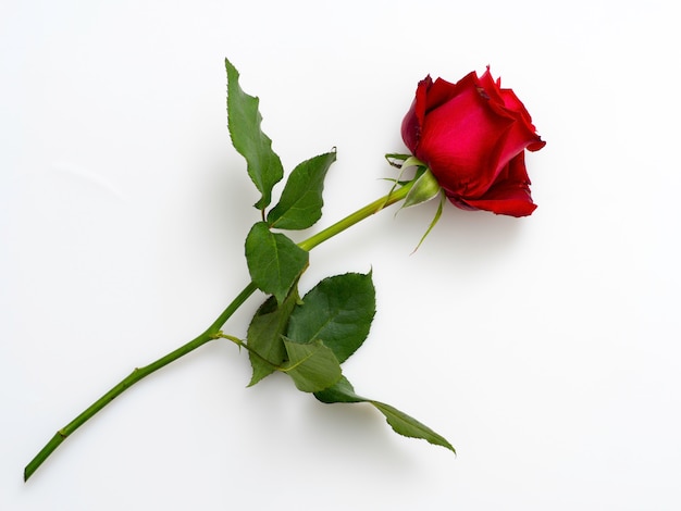 Single beautiful red rose  on white 