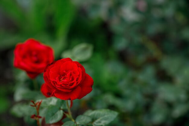 Single big red pink in garden