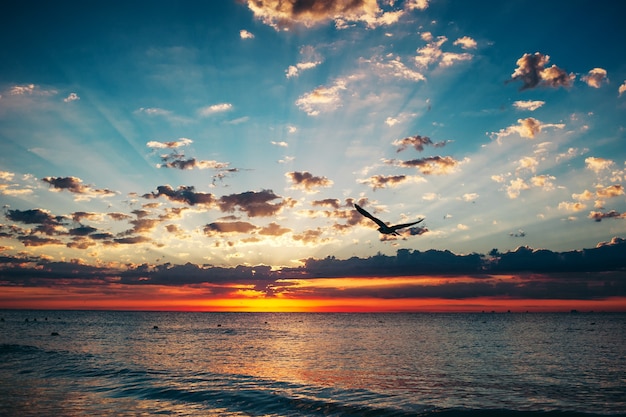 A single bird flies into the sunrise with dramatic clouds over the sea