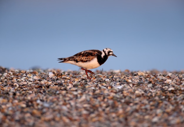 Single birds and small flocks of ruddy turnstone (Arenaria interpres) in natural habitat.