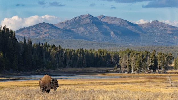 Single Bison in a field with trees pond and mountain in the background