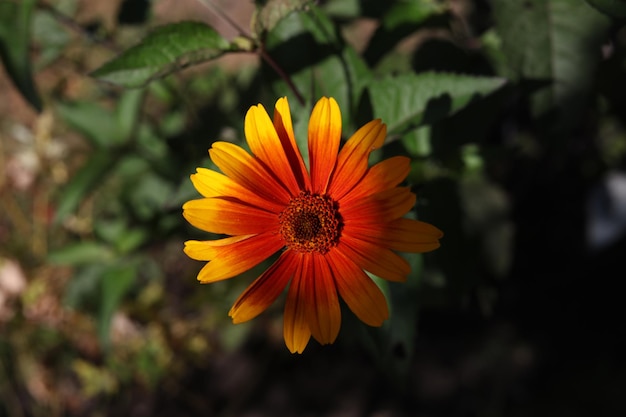 a single bright orange and yellow Heliopsis flower in the summer garden