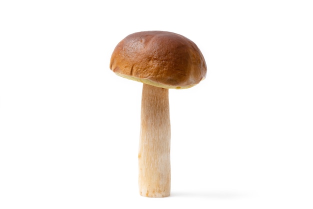 Single brown cap Boletus Edulis isolated on white background.