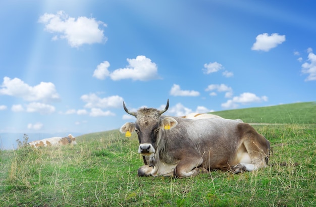 Single brown Swiss cow lying on the grass on blue sky background