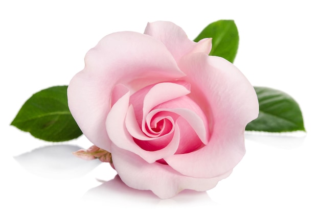 Single bud of pink rose isolated on white background