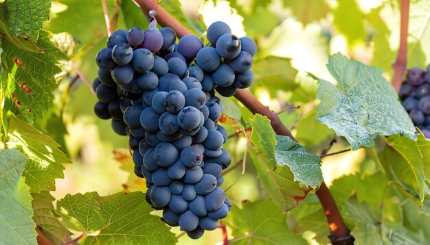 Single bunch of Shiraz grapes on vine grape harvest