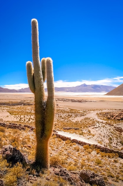 Single cactus growing on a pampa in Bolivia