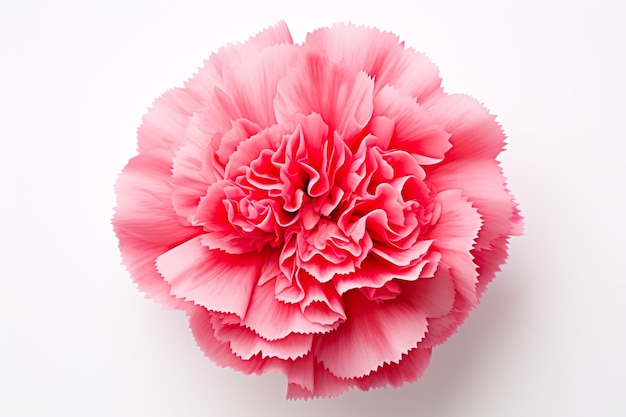 A single carnation top view isolated on clear white background