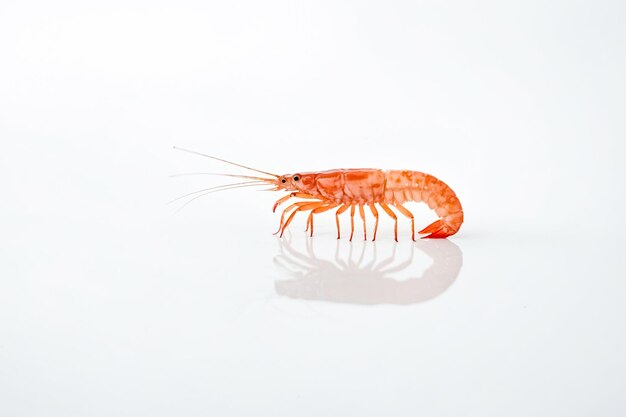 Single Cooked Shrimp On White Background