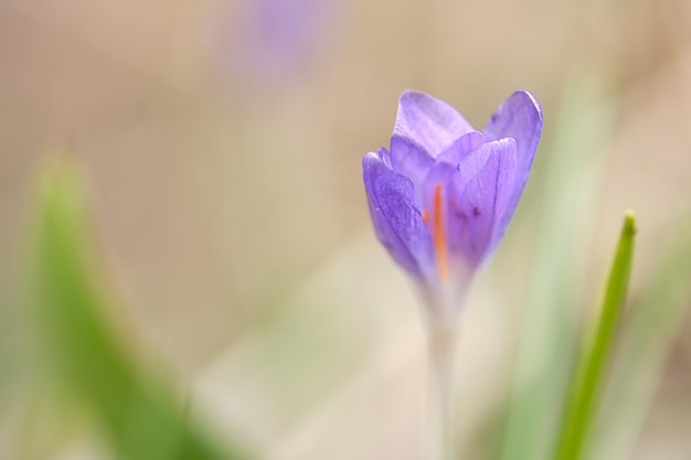 Photo single crocus flower delicately depicted in soft warm light spring flowers