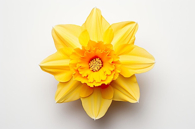 A single daffodil top view isolated on clear white background