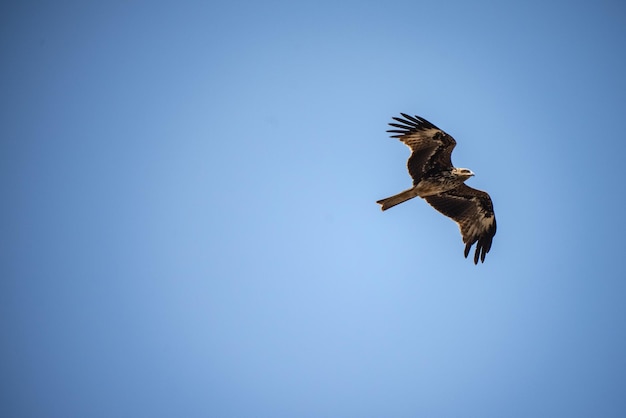 Single eagle flying high in clear sky during daytime