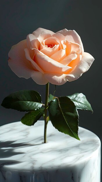 Photo single elegant rose in bloom