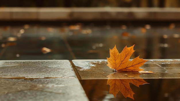 A single fallen maple leaf sits on the edge of a stone slab reflecting in the water below