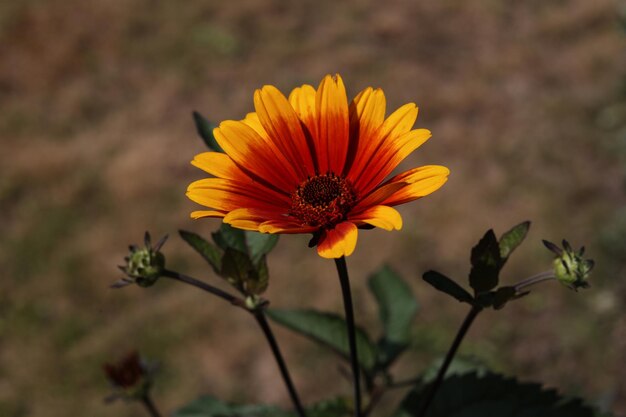 a single False sunflower Heliopsis helianthoides flower in the garden