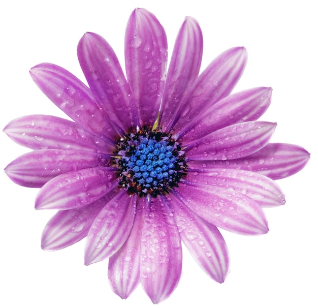 Single flower of Gazania with drops. (Splendens genus asteraceae).Isolated.