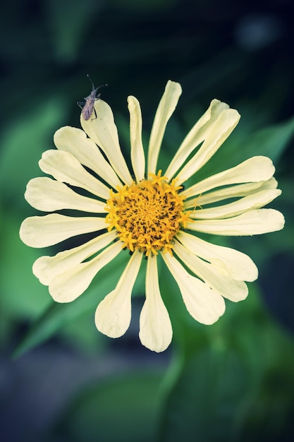 Single flower on green grass background outdoor