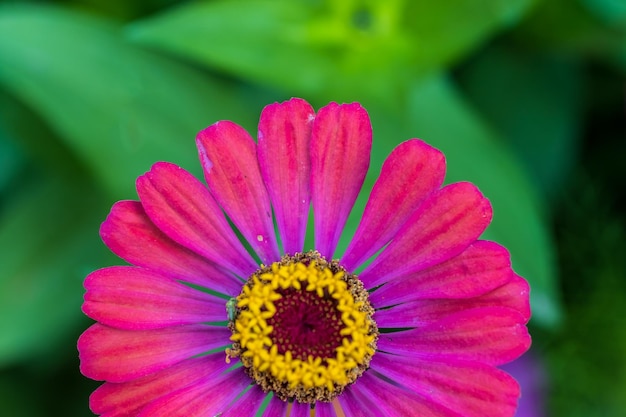 Single flower on green grass background outdoor