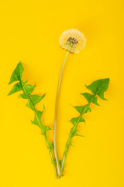 Single flower of white faded dandelion with green leaves