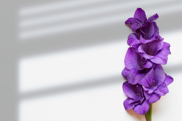 Single flower with purple petals on white background Photo with copy blank space