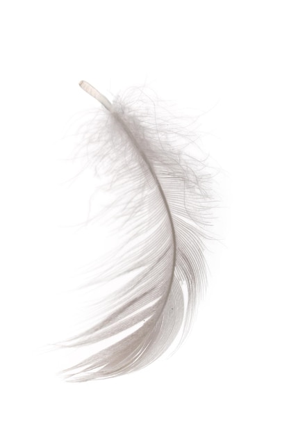 Single fluffy feather isolated on white