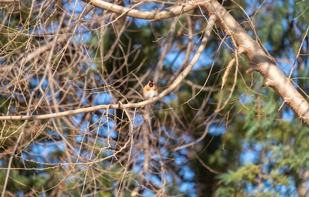 Single goldfinch or Carduelis carduelis rests sunbathing perched on the branches of a tree Isolated on natural background