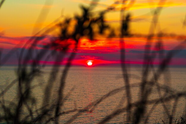 Photo single grass tip on a beautiful sunset. landscape sunset on the sea grass and tree branches swaying in the wind, dawn. grass flowers and sunset light in the evening. the leaves at the joint opposite