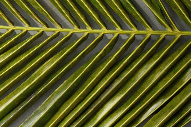 Photo single green coconut leaf of palm abstract tropical background