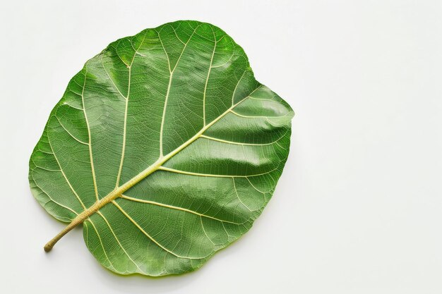 A single green leaf isolated on a white background