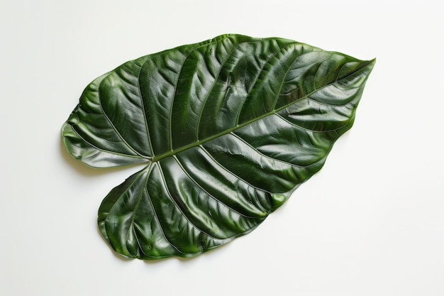 A single green leaf of a Philodendron plant is isolated on a white background