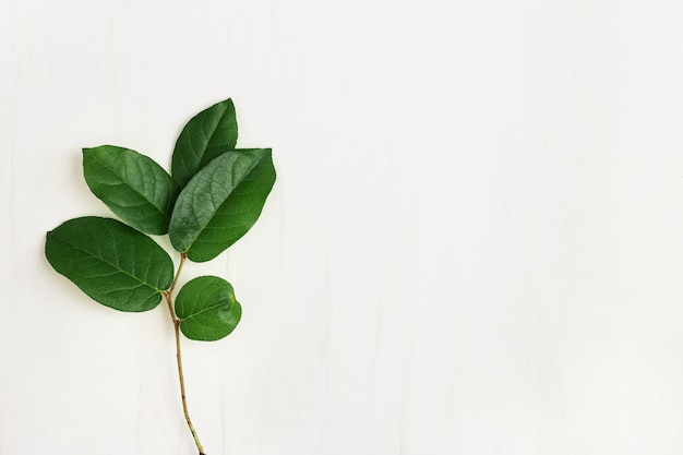 Single green twig with beautiful leaves, minimalistic natural eco concept