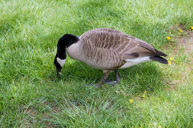 A single greylag goose as they examine a green spring field on the grass